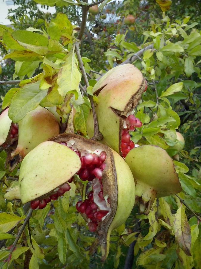 Vaccarizza L'Ape In Corte Casa Di Campagna, Via Francigena Stanze E Colazione المظهر الخارجي الصورة