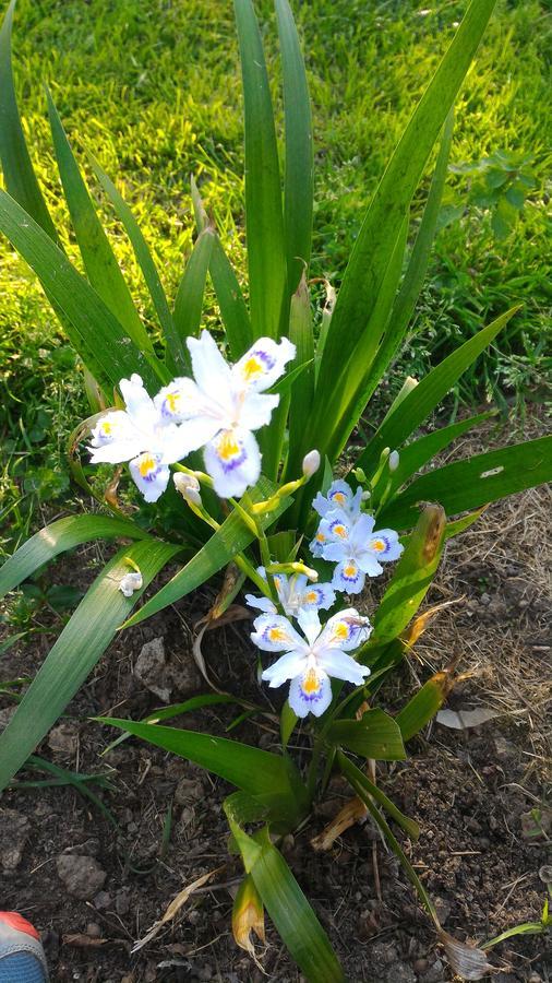 Vaccarizza L'Ape In Corte Casa Di Campagna, Via Francigena Stanze E Colazione المظهر الخارجي الصورة