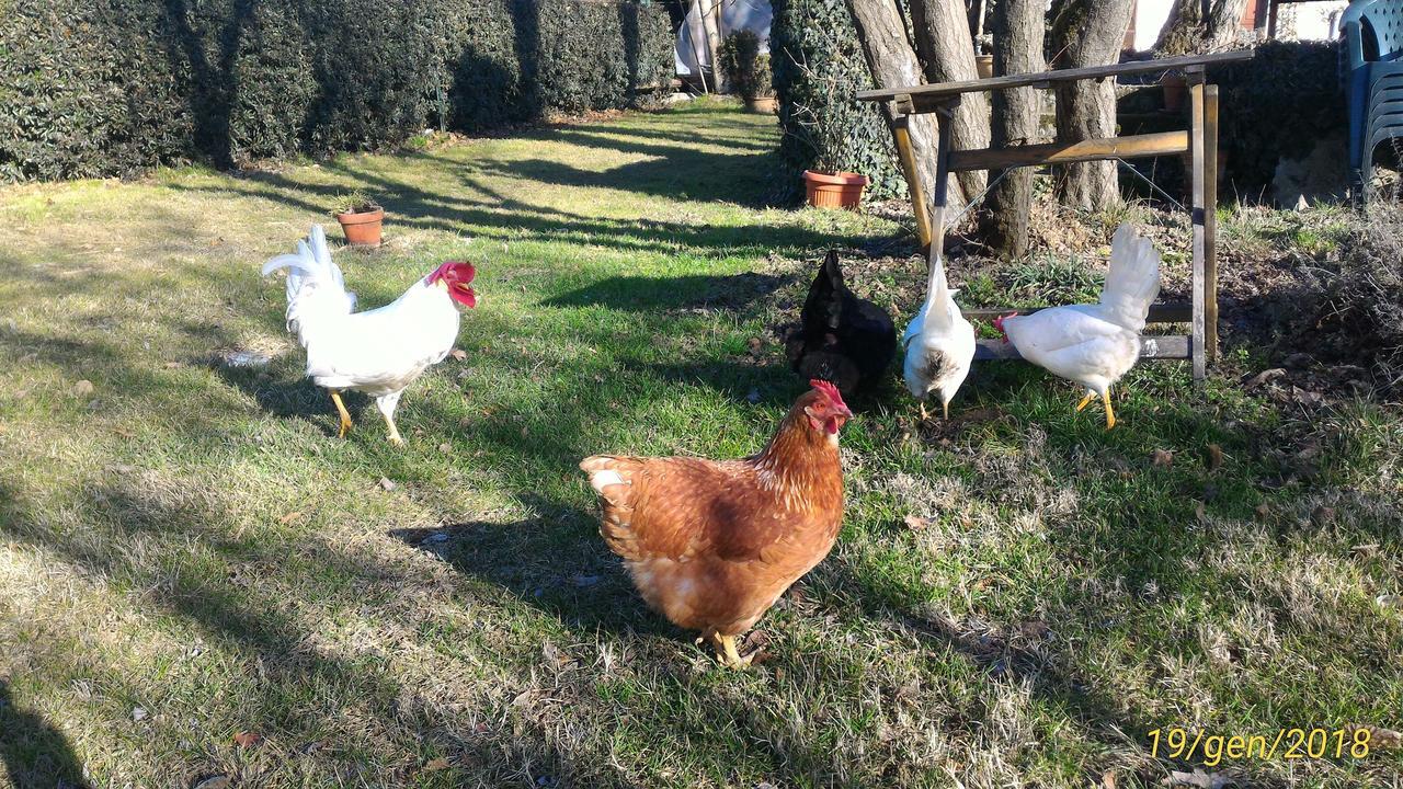 Vaccarizza L'Ape In Corte Casa Di Campagna, Via Francigena Stanze E Colazione المظهر الخارجي الصورة