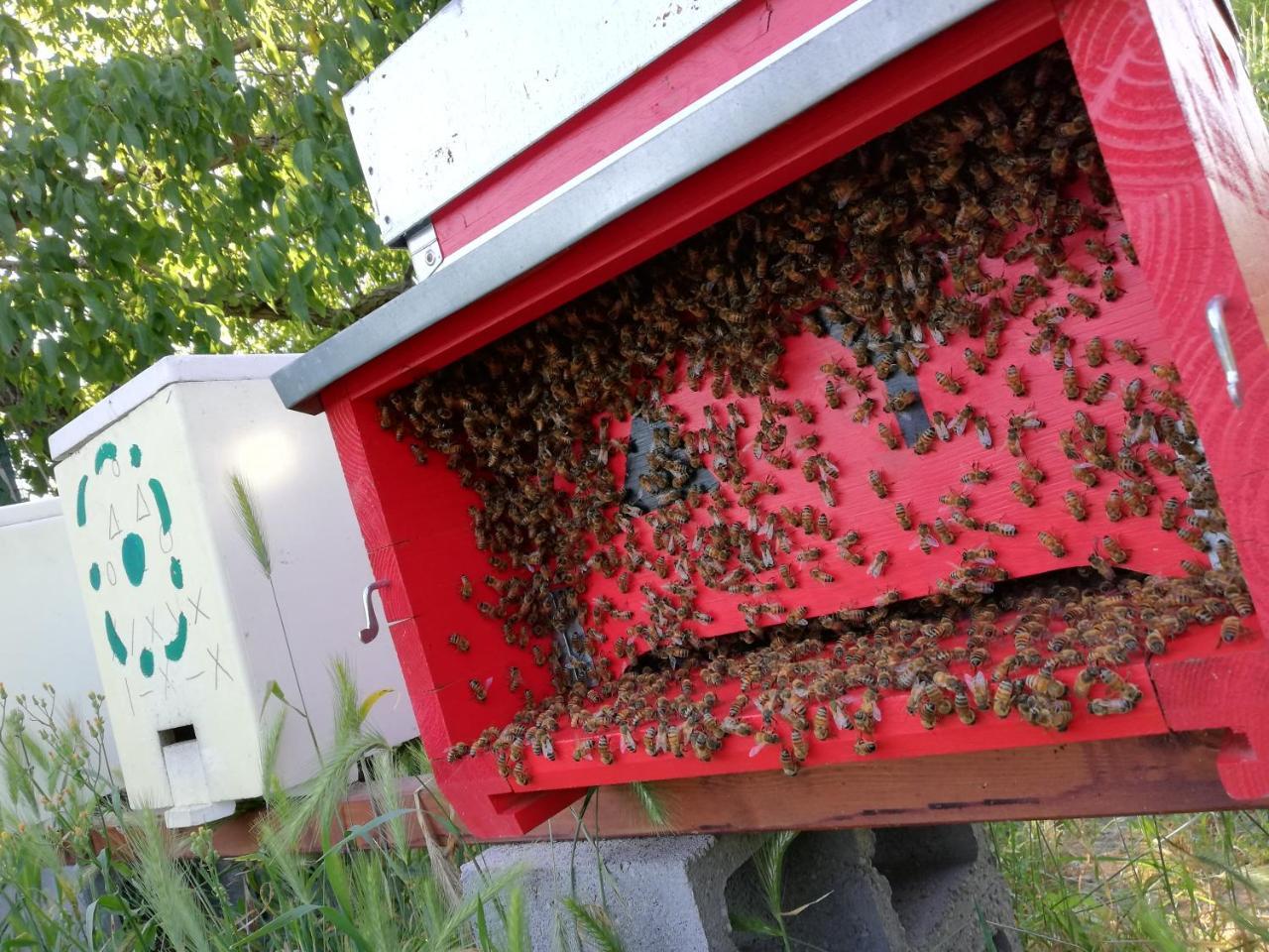 Vaccarizza L'Ape In Corte Casa Di Campagna, Via Francigena Stanze E Colazione المظهر الخارجي الصورة